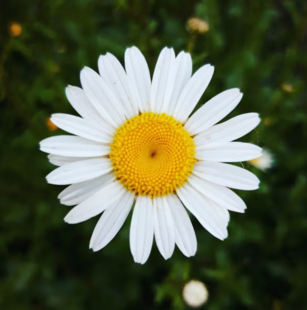 Retour_exp_Marguerite